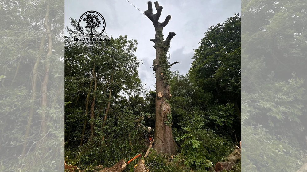 Tree Work Surrey Hampshire West Sussex